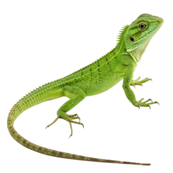 A vibrant green lizard with a long tail posed against a black background png