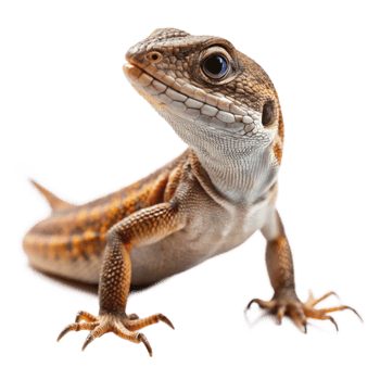 Closeup of a small lizard reptile with orange and brown scales on black background png
