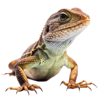 Closeup of a vibrant Brown and Green Lizard with Sharp Claws on Black Background png