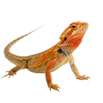 A Stunning Closeup of a Vibrant Orange Bearded Dragon Lizard png