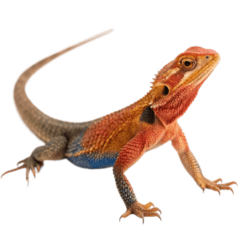 Vibrant Red and Orange Lizard with Blue Underbelly and Long Tail png