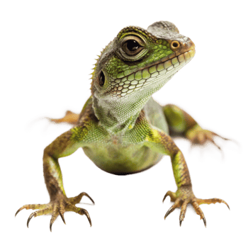Closeup of a vibrant green lizard with striking details png