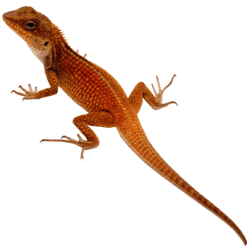 A Detailed View of an Orange Brown Lizard on a Black Background png