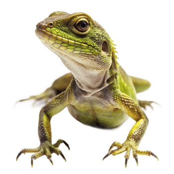Closeup of a vibrant green lizard with sharp claws on a black background png