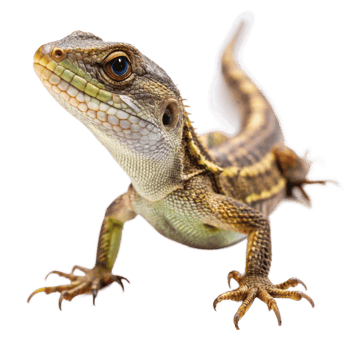 Closeup of a vibrant green and brown lizard with striking blue eyes, showcasing its detailed scales and sharp claws against a black background png