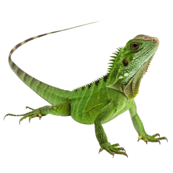 A vibrant green lizard with a long tail poised on a black background png