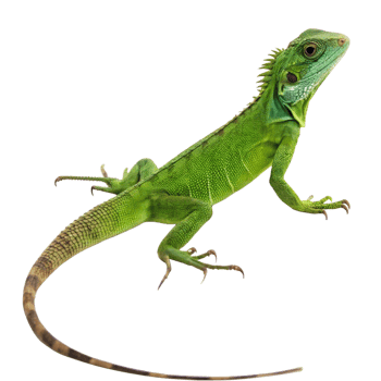 Magnificent Green Lizard Close Up Profile View on Black Background png