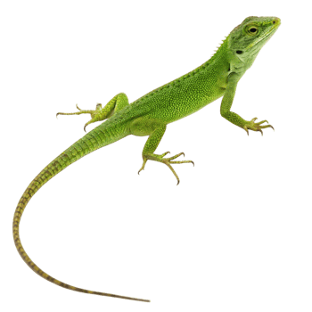 Closeup of a vibrant green lizard on a black background, showcasing its detailed scales and long tail png