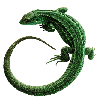 Emerald Green Lizard Curled in a Circle on Black Background, Detailed Reptile Texture png