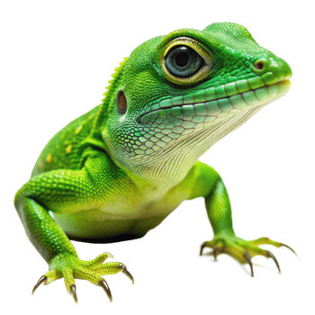 Closeup of a vibrant green lizard with striking blue eyes and sharp claws png