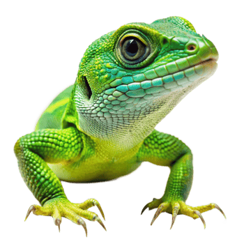 Vibrant Green Lizard Closeup Striking Pose on Black Background Detailed Texture Scales Claws png