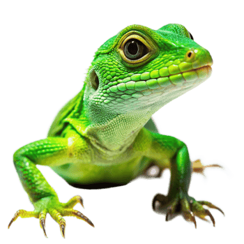 Closeup of a vibrant green lizard with striking eyes and sharp claws on a black background png