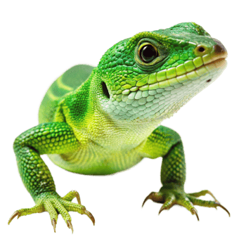 Closeup of a vibrant green lizard reptile with sharp claws and intricate scales on a black background png