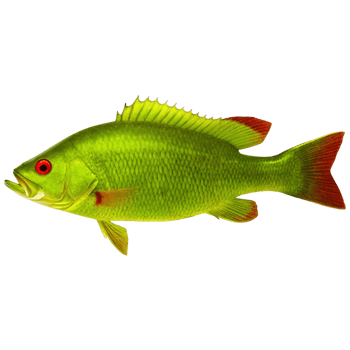 Vibrant Green Fish with Red Fins Isolated on Black Background A Stunning Aquatic Specimen png