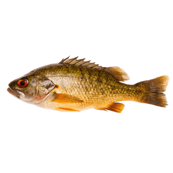 Closeup of a Striking GoldenOrange and Green Freshwater Fish with Red Eye png
