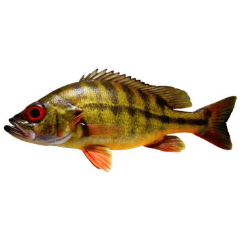Stunning Closeup of a Strikingly Colored Freshwater Fish with Vibrant Red Eye png