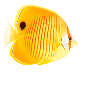 Stunning Orange Butterflyfish Swimming in the Ocean Depths A Vibrant Marine Creature png