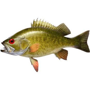 Closeup of a Green Sunfish with Vibrant Red Eyes and Detailed Fins png