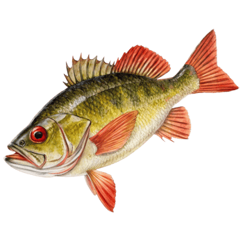 Stunning Watercolor Painting of a RedFinned Fish with Detailed Scales and Fins png