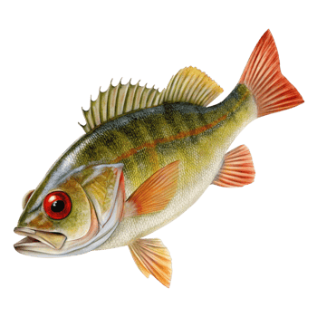 Detailed Illustration of a Colorful Freshwater Fish with Vivid Red and Orange Fins png
