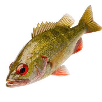 Closeup of a vibrant fish with red eyes and fins against a black background png