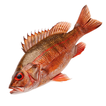 Closeup of a vibrant red snapper fish with detailed scales and fins against a black background png