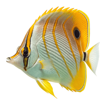 Striking Masked Butterflyfish with Vibrant Yellow and White Body Isolated on Black Background png