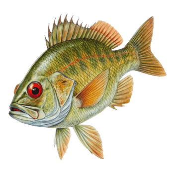 Detailed Watercolor Painting of a Redeye Bass Fish with Vibrant Colors and Fins png