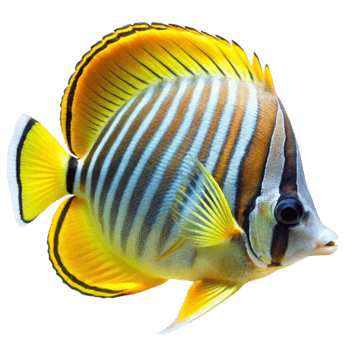 Striped Butterflyfish with Vibrant Yellow and Blue Fins Swimming in Dark Water png