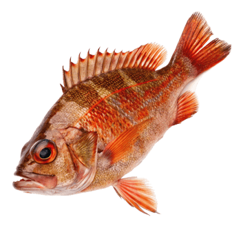 A Detailed Closeup of a Stunning Red Sea Bream Fish with Vibrant Colors and Fins png