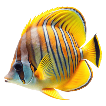 Striking Yellow and Orange Butterflyfish with Intricate Body Stripes in Vibrant Colors png