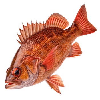 A Detailed Close Up of a Vivid ReddishOrange Fish with Spiky Dorsal Fin png