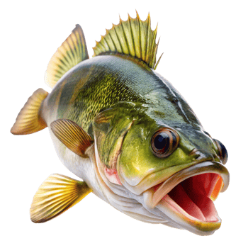 A Stunning Closeup of a Walleye Fish with Open Mouth Showing Teeth and Fins png