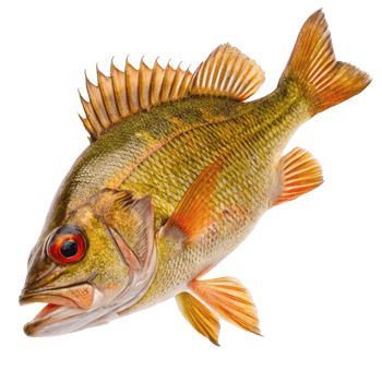 Closeup of a vibrant fish with orange fins and a speckled body png