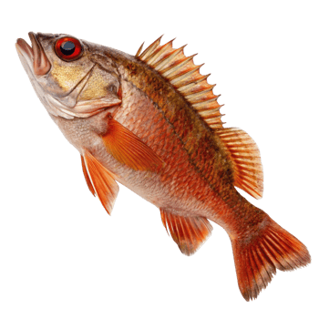 A Stunning Red Sea Fish with Striking Features and Vibrant Colors png