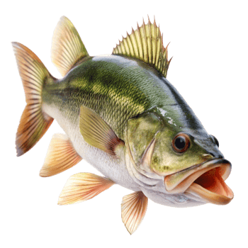 Closeup of a Largemouth Bass Fish with Open Mouth Showing Fins and Scales png