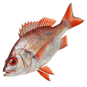 Closeup of a vibrant red and orange fish with striking orange eyes, showcasing its detailed scales and fins against a black background png