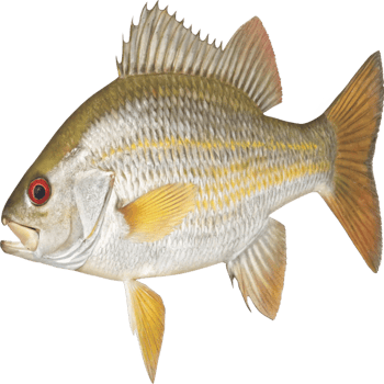 Closeup of a beautiful tropical fish specimen with golden hues and prominent dorsal fin png
