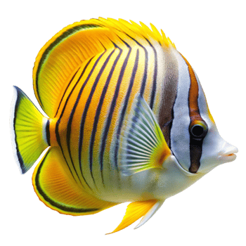 Striking Yellow and Black Pennant Butterflyfish Tropical Marine Aquarium Fish png