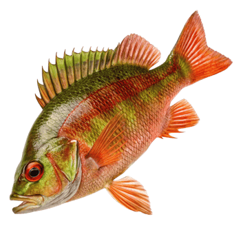 A Vividly Colored Fish with Striking Red and Green Hues and Fin Details png