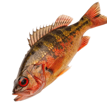 A Vivid Red and Gold Fish with Spiny Fins and a Striking Red Eye png
