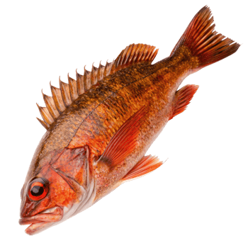 A Stunning Closeup of a Vivid Red Rockfish Ocean Fish png