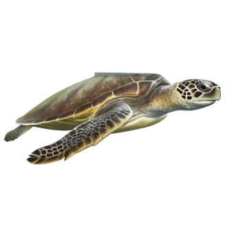 A Stunning Green Sea Turtle Swimming the Ocean Depths png