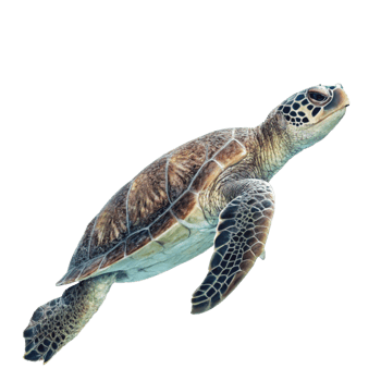 A Stunning Green Sea Turtle Swimming in Dark Waters, Graceful Underwater Movement png