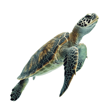 A Stunning Green Sea Turtle Swimming in Dark Water, Graceful and Serene Underwater Scene png