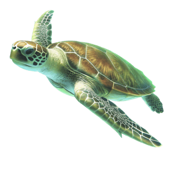 A Stunning Green Sea Turtle Swimming in the Ocean Depths png