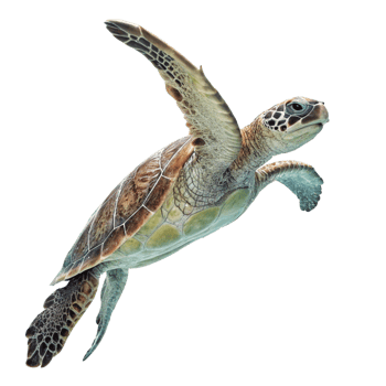 A Stunning Green Sea Turtle Gracefully Swimming in the Ocean Depths png