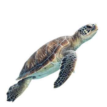 Stunning Image of a Green Sea Turtle Swimming in the Ocean Depths png
