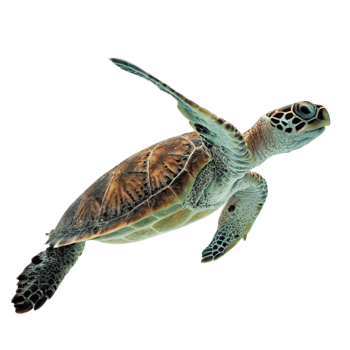 Juvenile Green Sea Turtle Swimming in the Ocean Depths png