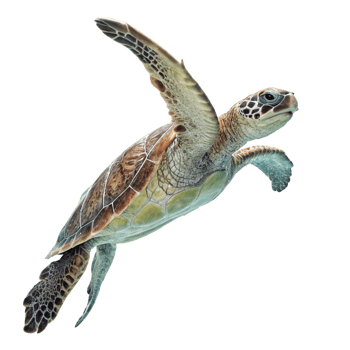 A Juvenile Sea Turtle Gracefully Swimming in the Ocean Depths png
